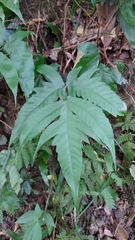 Tectaria subtriphylla