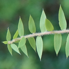 Acrotriche divaricata