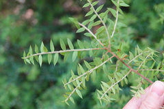 Acrotriche divaricata