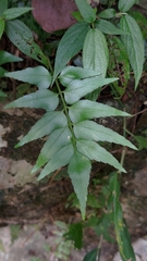 Asplenium falcatum
