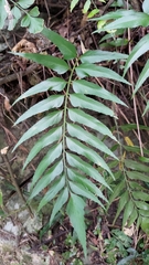 Asplenium falcatum