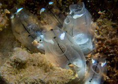 Clavelina moluccensis