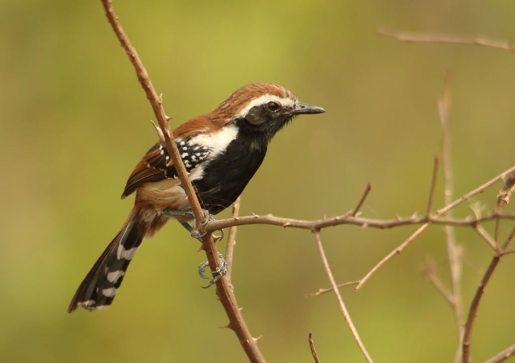 Rusty-backed Antwren (Formicivora rufa) photo
