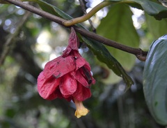 Drymonia coccinea