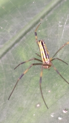Nephila
