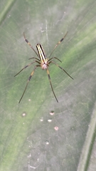 Nephila