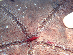 Zenopontonia soror