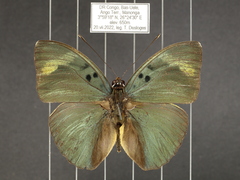 Euphaedra medon