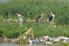 Leptoptilos crumenifer