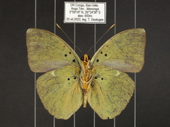 Euphaedra medon