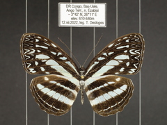 Pseudoneptis bugandensis ianthe