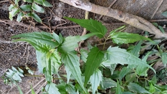 Eupatorium tashiroi