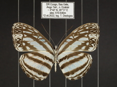 Pseudoneptis bugandensis ianthe