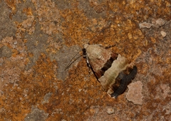 Pseudozarba bipartita