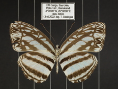 Pseudoneptis bugandensis ianthe