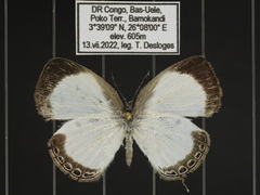 Oboronia punctatus
