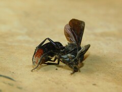Synagris