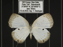 Oboronia punctatus