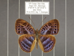 Euriphene goniogramma