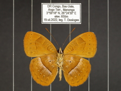 Euriphene goniogramma