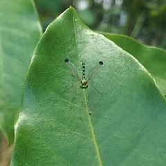 Amblypsilopus zonatus