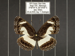 Neptis nemetes nemetes