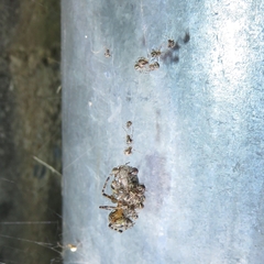 Cryptachaea veruculata