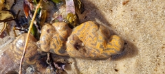 Botrylloides perspicuus
