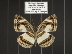 Neptis nemetes nemetes