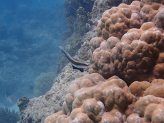 Heniochus chrysostomus