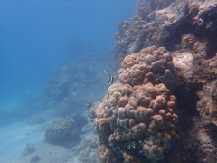 Heniochus chrysostomus
