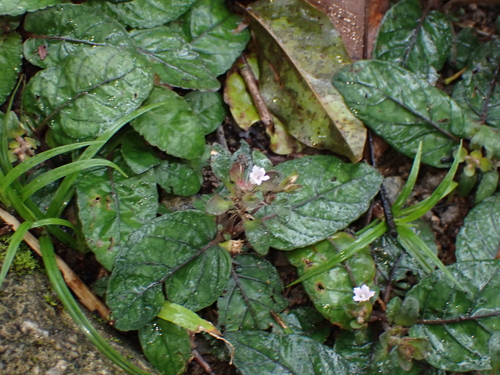 Strobilanthes reptans