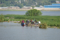 Leptoptilos crumenifer