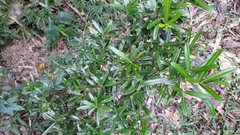 Podocarpus costalis