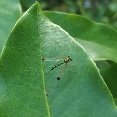 Amblypsilopus zonatus