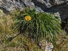 Dolichoglottis lyallii