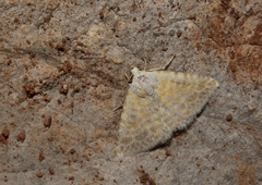 Eublemma lacernaria