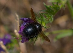 Xylocopa iris