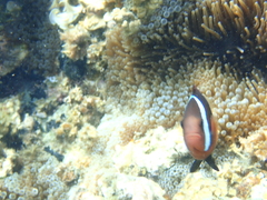 Amphiprion melanopus