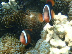 Amphiprion melanopus