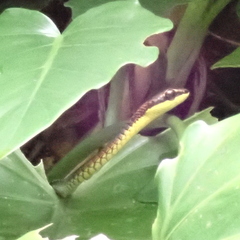 Dendrelaphis kopsteini