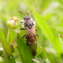 Pseudoclavellaria amerinae