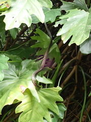 Dendrelaphis kopsteini