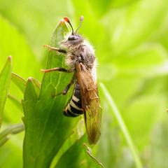 Pseudoclavellaria amerinae