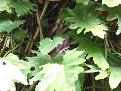 Dendrelaphis kopsteini