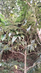Diospyros blancoi