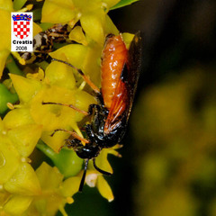 Arge melanochra
