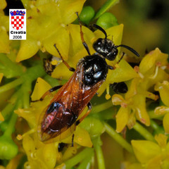 Arge melanochra