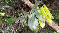 Diospyros blancoi