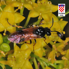Arge melanochra